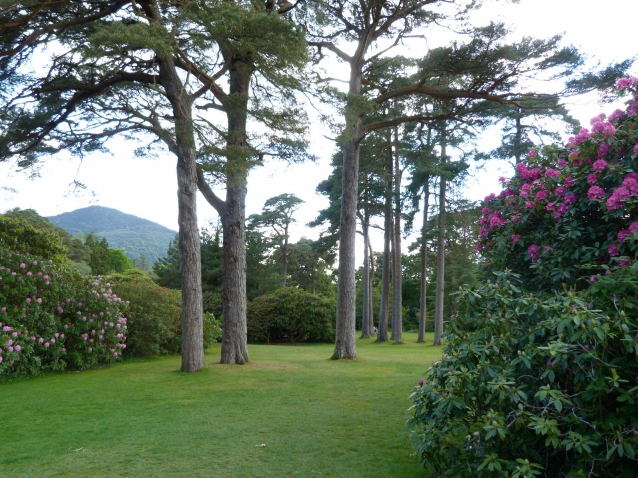 P1221-Ring of Kerry-Killarny Park [1600x1200]
